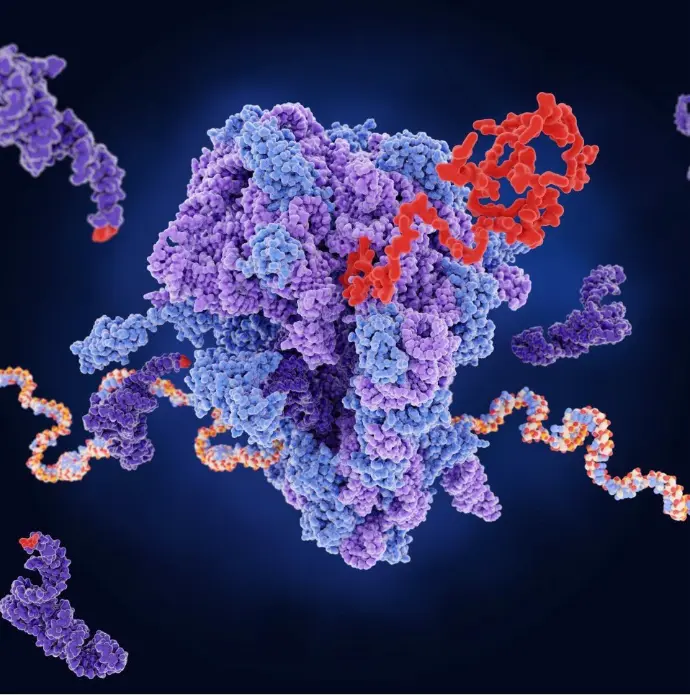 3D model of a protein in complex with RNA and bound to an inhibitor